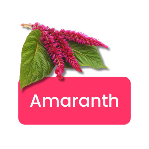 Amranth