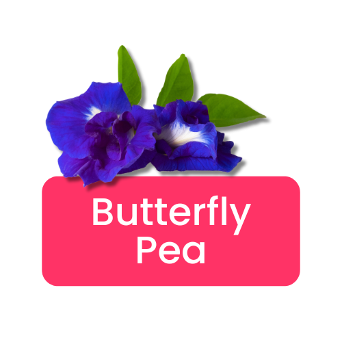 Butterfly Pea