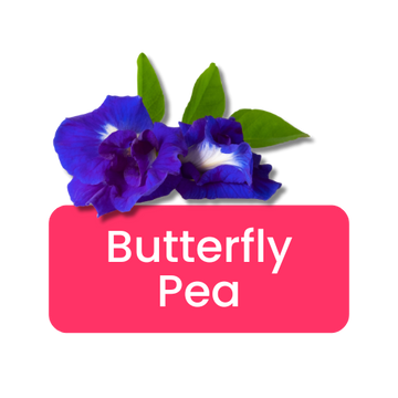 Butterfly Pea