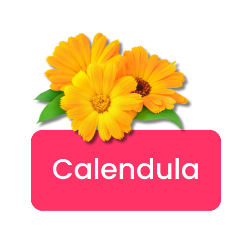 Calendula