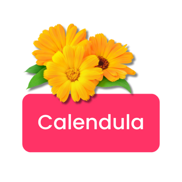 Calendula