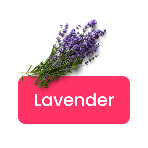 Lavender